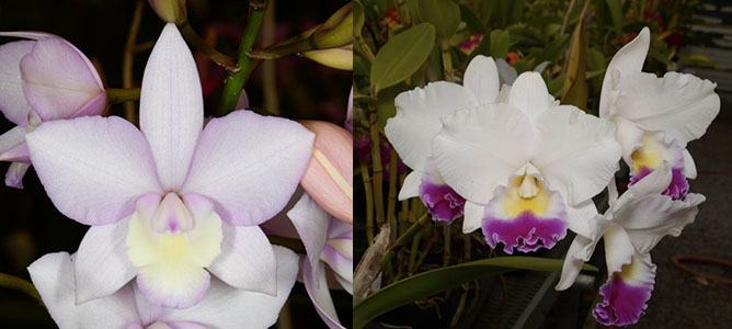 Diacattleya Silver Heart 'SVO' x Laeliocattleya Johanna Rose 'SVO' semi-alba