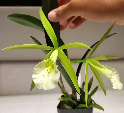 Procatavola Key Lime Stars (B. nodosa 'Susan Fuchs' FCC/AOS 4045x Epc. Lime Sherbet 4n6475)