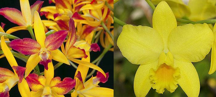 Brassolaeliocattleya Laughing Boy (Lc. Dennis Olivas 'Best' AMAOS x Blc. Love Sound 'Dogashima' AMAOS)