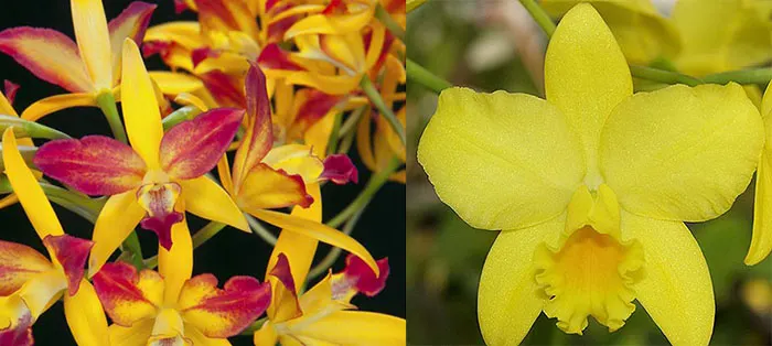 Brassolaeliocattleya Laughing Boy (Lc. Dennis Olivas 'Best' AMAOS x Blc. Love Sound 'Dogashima' AMAOS)