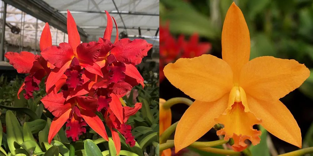 Potinara Sara Wolf (Lc. Spring Fires 'Lenette #3' 6422 x Pot. Love Passion 'Island Romance' 1416)