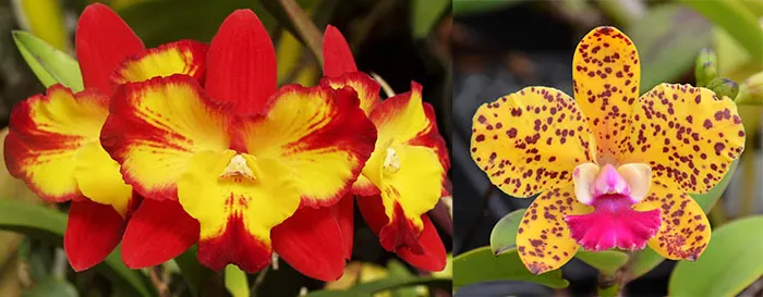 Sophrolaeliocattleya Angel's Fantasy 'Solar Flair' FCC/AOS x Sophrolaeliocattleya Katherine Clarkson 'SVO' FCC/AOS