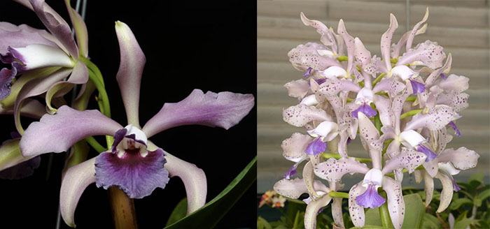 Laeliocattleya Elegans 'Deep Blue' 4229 x Cattleya Leoloddiglossa 'SVO Speckled Blue' FCC/AOS 3279