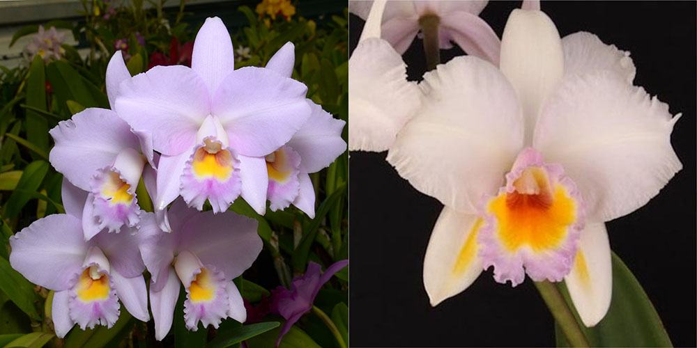 Brassolaeliocattleya Dubious George 'SVO' FCC/AOS x Brassolaeliocattleya Schroder's Love 'SVO' AM/AOS