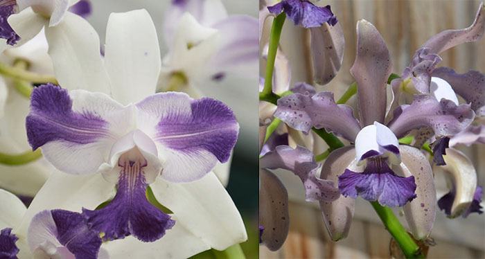 Cattleya Interglossa 'SVO Aquinii Coerulea' x Cattleya Leoloddiglossa 'Dark Blue'