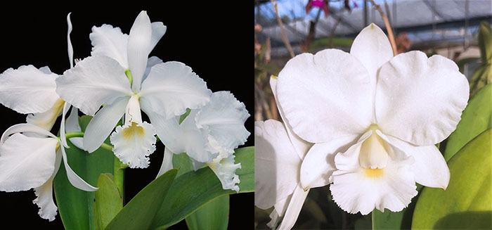 Cattleya warneri alba 'Claire' AM/AOS x Cattleya Victorian Lace 'Diamond Orchids'