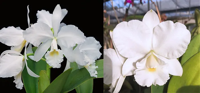 Cattleya warneri alba 'Claire' AM/AOS x Cattleya Victorian Lace 'Diamond Orchids'