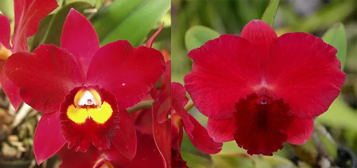 Potinara Hawaiian Prominence 'America' AM/AOS x Potinara Loud Nine 'Unbeatable'