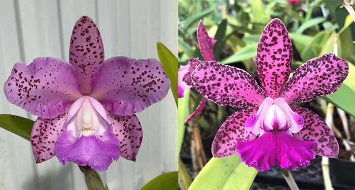Cattleya Benin 'Pink Leopard' 6590 x Cattleya Sandra Turner 'SVO' 5664