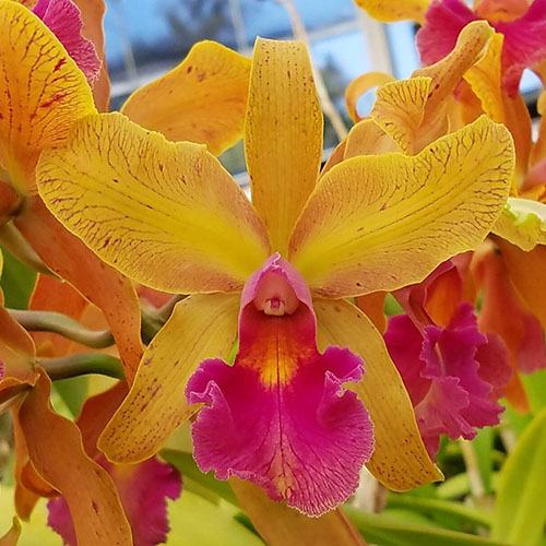 Cattleya Princesse Clementine (C. dowiana 'Claire' x C. aclandiae 'Gulfglade' AM/AOS)