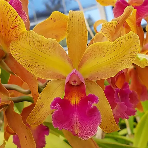 Cattleya Princesse Clementine (C. dowiana 'Claire' x C. aclandiae 'Gulfglade' AM/AOS)