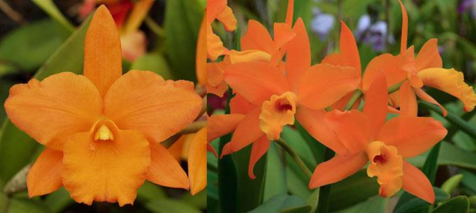 Brassolaeliocattleya Orange Nuggett 'Kadaoka' HCC/AOS 6635 x Brassolaeliocattleya Guess What 'SVO' AM/AOS 1130