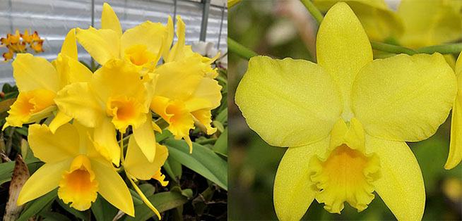 Brassolaeliocattleya Kaboom 'SVO' x Brassolaeliocattleya Love Sound 'Dogashima' AMAOS