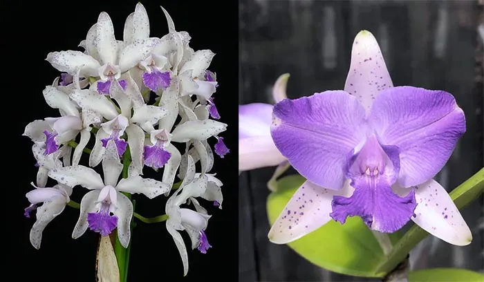 Cattleya Interglossa coerulea 'Purple Tower' BM/JOGA  x Cattleya Laura Newton 'Flair's Spots' 5827
