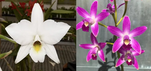 Laeliocattleya Rocket Sprite (L. anceps v. sanderiana 'SVO Queen' 4203x L. rupestris 'Orchid Eros' HCC/AOS 6453)