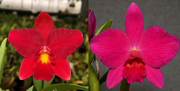Sophrolaeliocattleya Fire Lighter (Slc. Bright Angel 'Baby C' AM/AOS x Sl. Opretii ' Hidden Treasure 4N' AM/AOS)