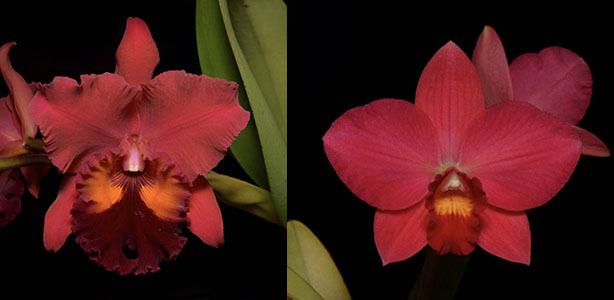 Potinara Carolina Splendor 'Aztec II’ AM/AOS 4301 x Potinara Virginia Dickey 'Diamond Orchids' AM/AOS 4399