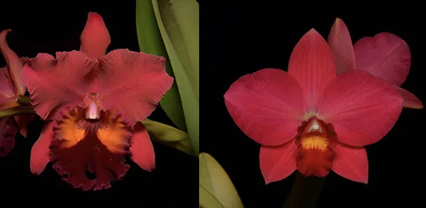 Potinara Carolina Splendor 'Aztec II’ AM/AOS 4301 x Potinara Virginia Dickey 'Diamond Orchids' AM/AOS 4399