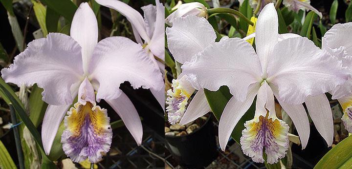 Cattleya mossiae coerulea ‘Blue Moon’ 1690 x mossiae coerulea '7 Blues'