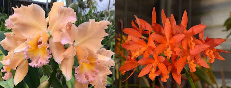 Potinara Love Passion (Pot. William Farrell ‘Amigo' HCC/AOS x Lc. Trick or Treat 'Orange Magic' AM/AOS2563)