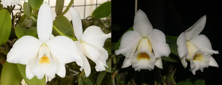 Laelia pumila alba 'Mt Snow Storm' x Laelia alaori alba 'Snowflake'