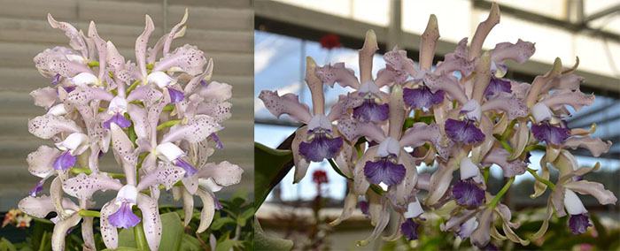 Cattleya Leoloddiglossa 'SVO Speckled Blue' FCC/AOS 3279x Cattleya Leoloddiglossa 'Darkest Blue' 3965