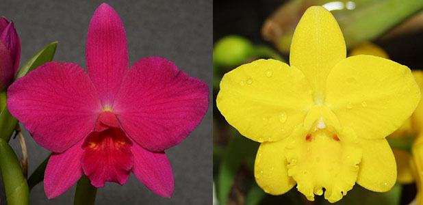 Sophrolaeliocattleya Jillian Lee (Sl. Opretii 'Hidden Treasure 4N' AM/AOS x Sc. Beaufort 'Big Circle')
