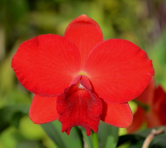 Sophrolaeliocattleya Jillian Lee (Sl. Opretii 'Hidden Treasure 4N' AM/AOS x Sc. Beaufort 'Big Circle')