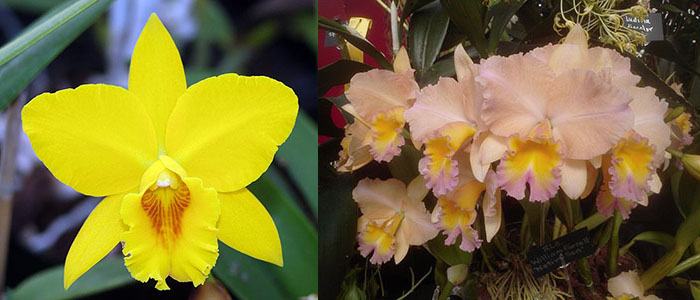 Potinara Mem Jim Nickou 'James' HCC/AOS x Brassolaeliocattleya William Farrell 'Native Son'
