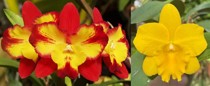 Sophrolaeliocattleya Bella del Caribe (Slc. Angel's Fantasy Solar Flair' FCC/AOS x Sc. Beaufort 'Hartford's Elmwood 4N' AM/AOS)