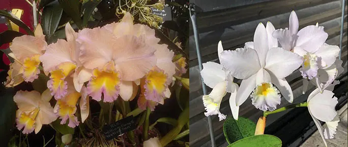 Brassolaeliocattleya William Farrell 'Native Son' x Cattleya Dubiosa 'Scully's' HCC/AOS