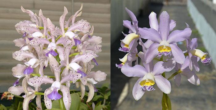 Cattleya Leoloddiglossa 'SVO Speckled Blue' FCC/AOS 3279 x Cattleya Pittiae 'SVO Blue Spots' 2664