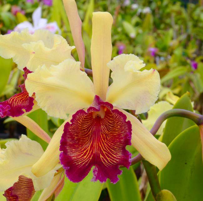 Cattleya dowiana aurea (4n x 2n)