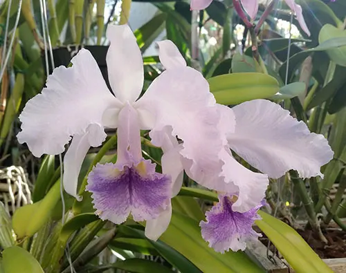 Cattleya Lawremossiae coerulea