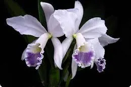 Cattleya labiata coerulea x sib ('Hsinying' x '#3')