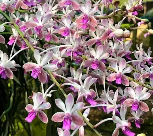 Vanda lamellata x Seidenfadenia mitrata