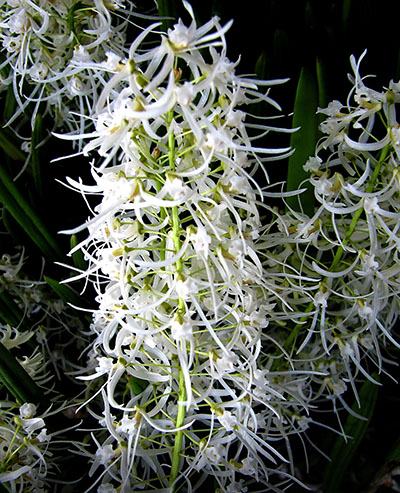 Dockrillia wassellii