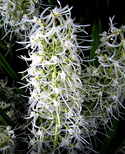 Dockrillia wassellii
