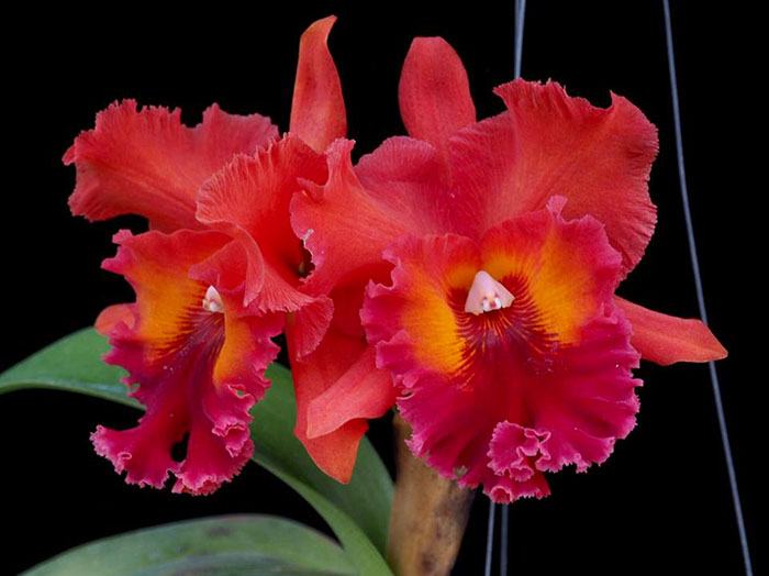 Cattleya Nakornchaisri Red