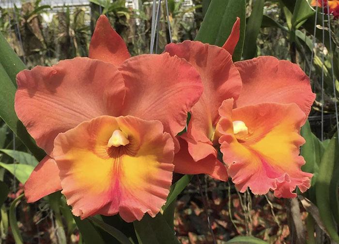 Rhyncholaeliocattleya Thaksina Orange