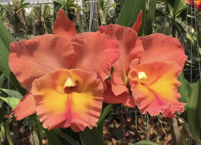 Rhyncholaeliocattleya Thaksina Orange