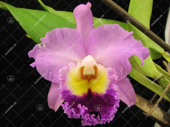 Brassolaeliocattleya Lovely Bangkok