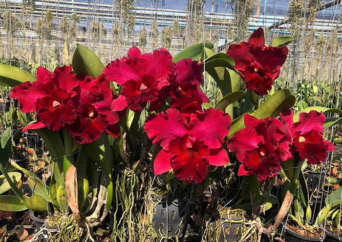 Rhyncholaeliocattleya Nadia Song
