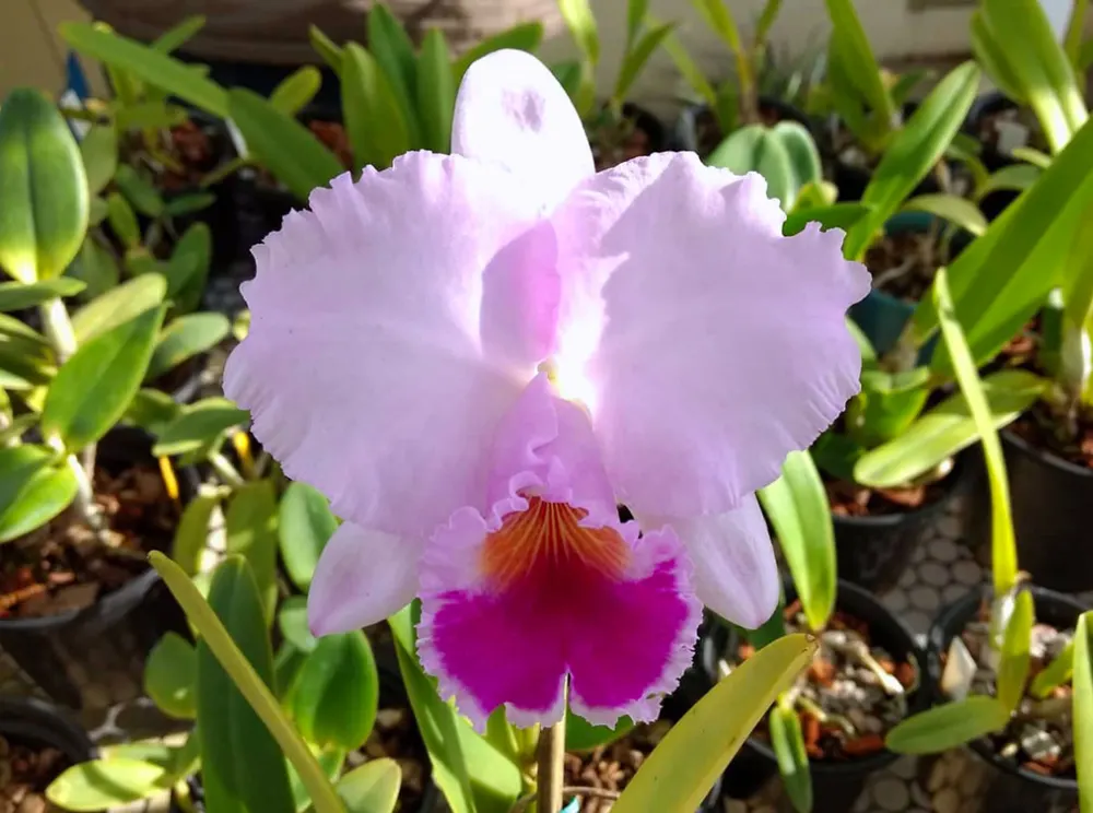 Cattleya trianae tipo 'Bestia'
