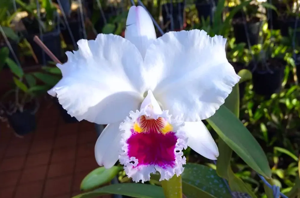 Cattleya labiata semi-alba 'Bola'