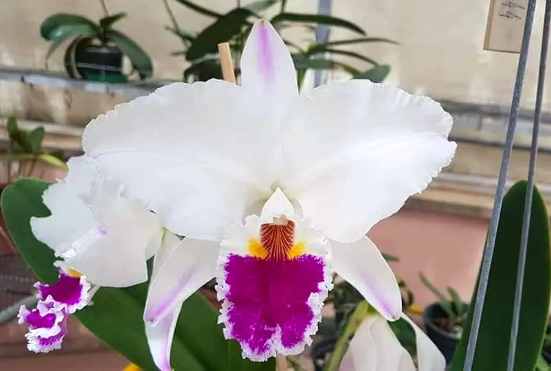Cattleya labiata semi-alba pincelada 'Terra 144'