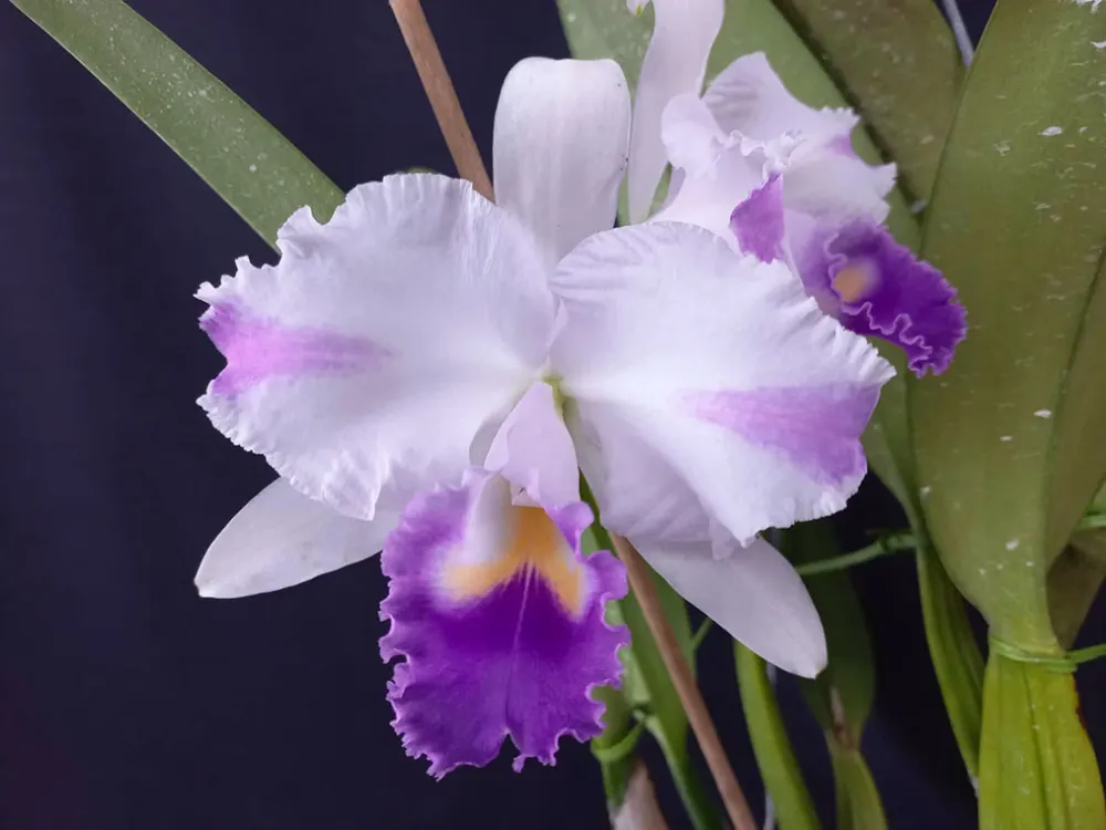 Cattleya trianae flamea coerulea 'Finho'