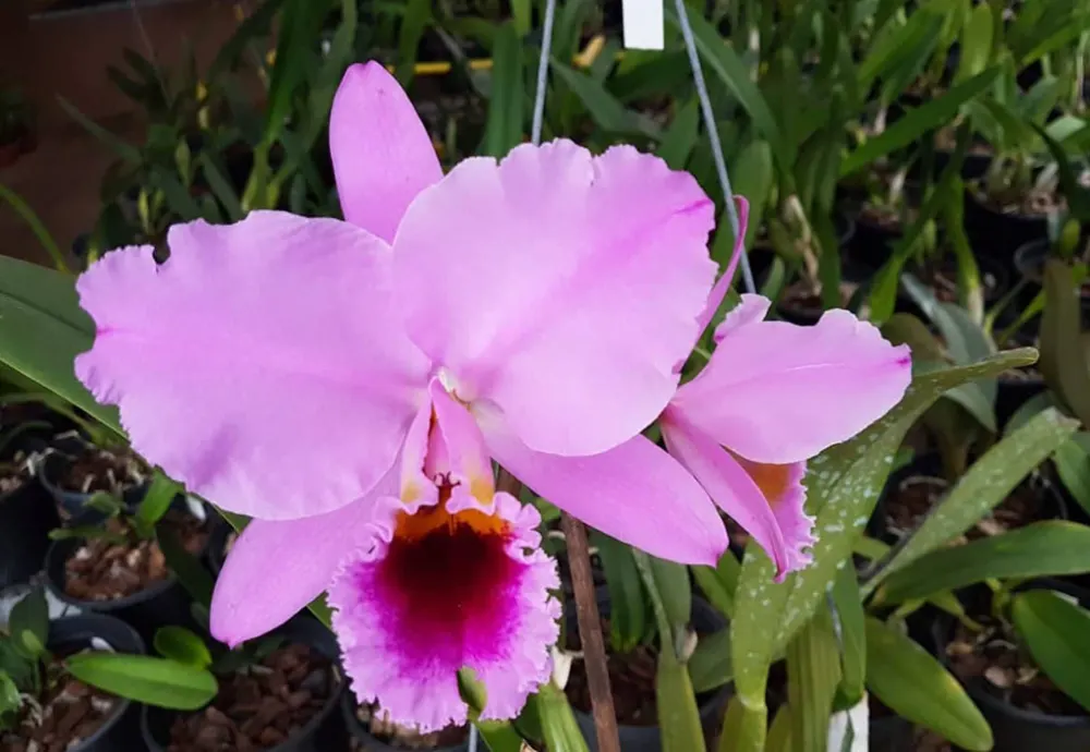 Cattleya percivaliana 'Sander'
