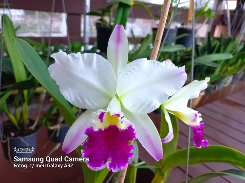 Cattleya labiata semi-alba pincelada 'D13'