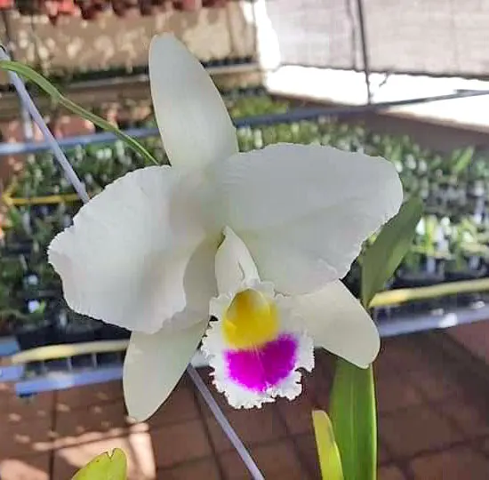 Cattleya trianae semi-alba 'Gustavo Amaral'